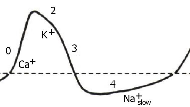 action potential