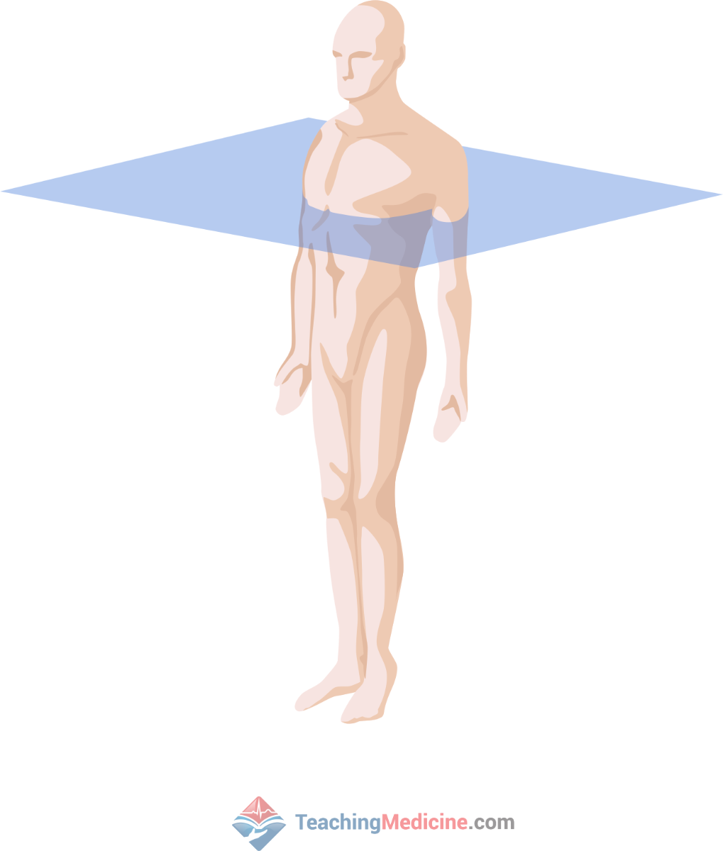 The axial plane measures in a left-right (or right-left) direction as well as a front-back direction