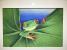 Frog on Lilypad; Chalk Pastel, Live Exhibit