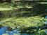 Reflection Frog Pond