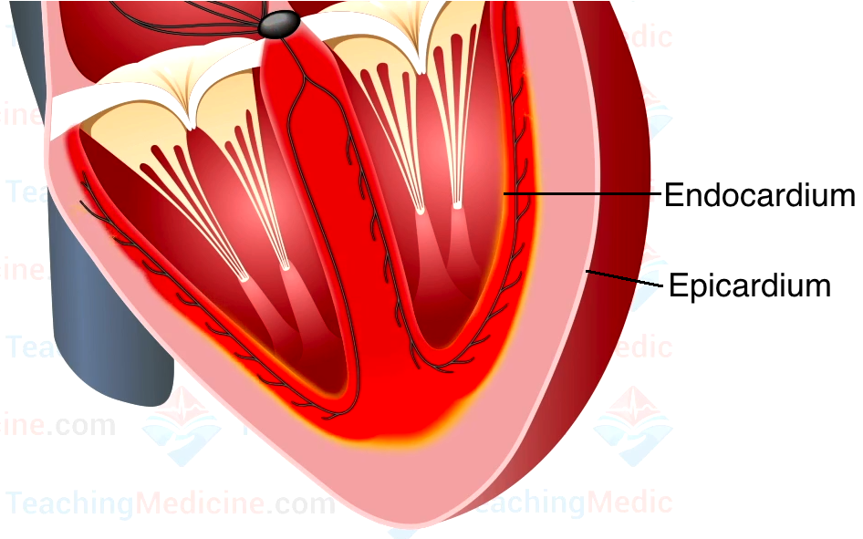 Endocardial depolarization