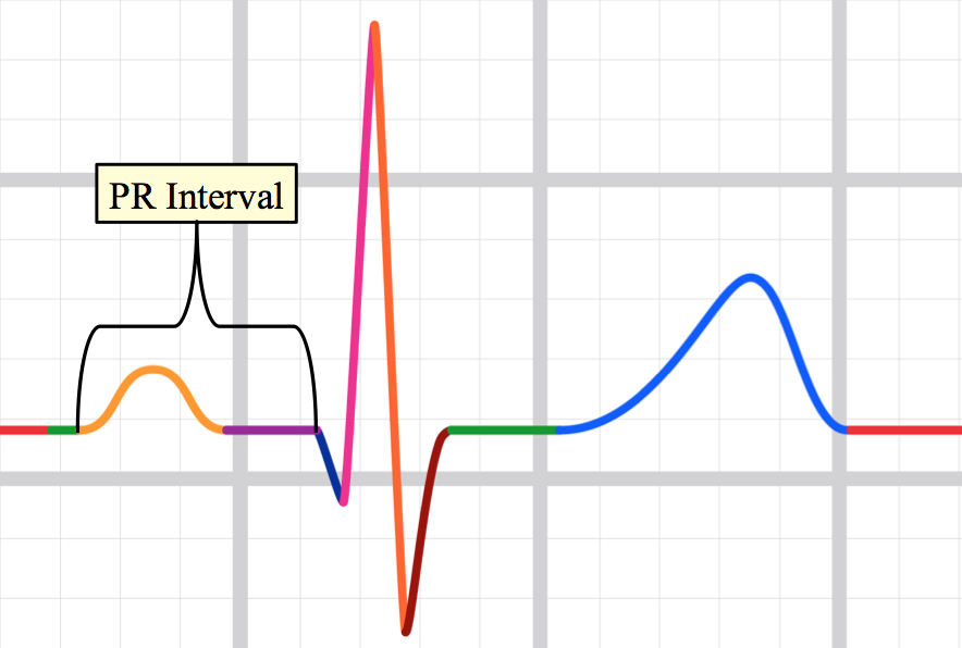 the PR interval