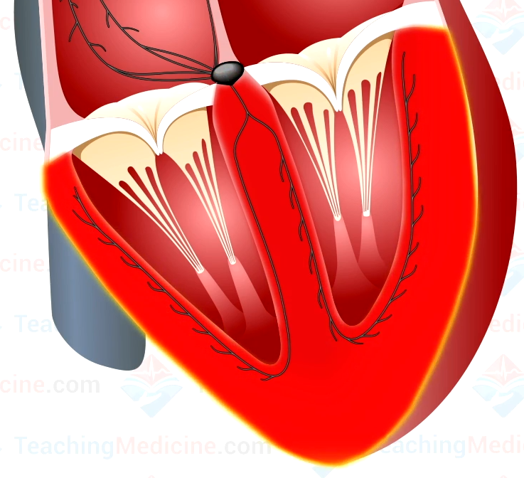 Ventricular depolarization completed, no electrical activity occurring