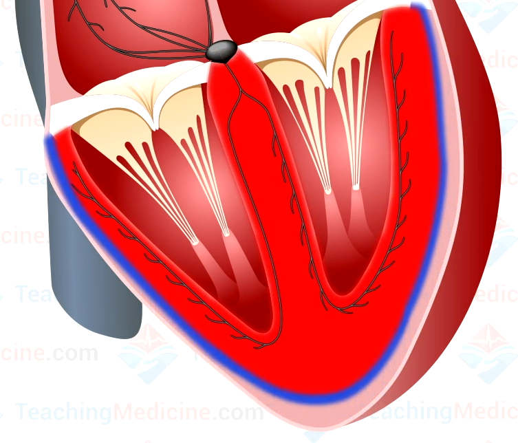 Ventricular depolarization