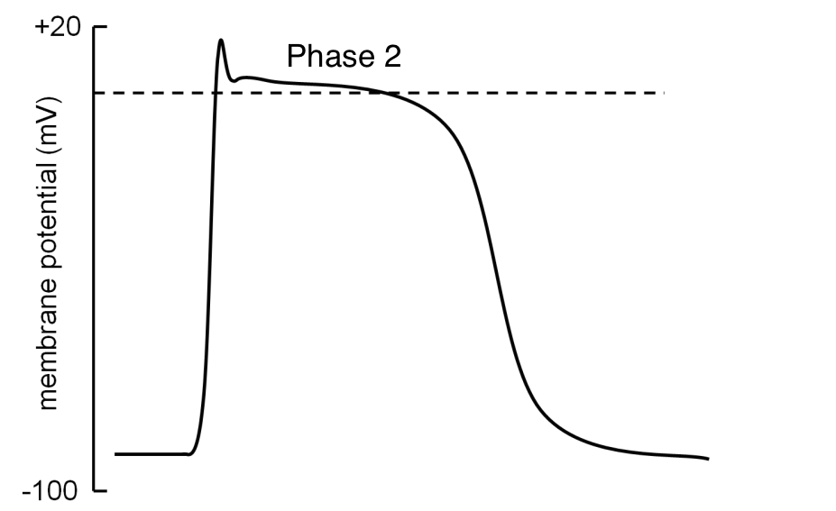 action potential heart