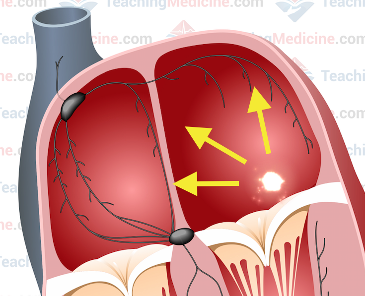 atrial pacemaker and direction of atrial depolarization