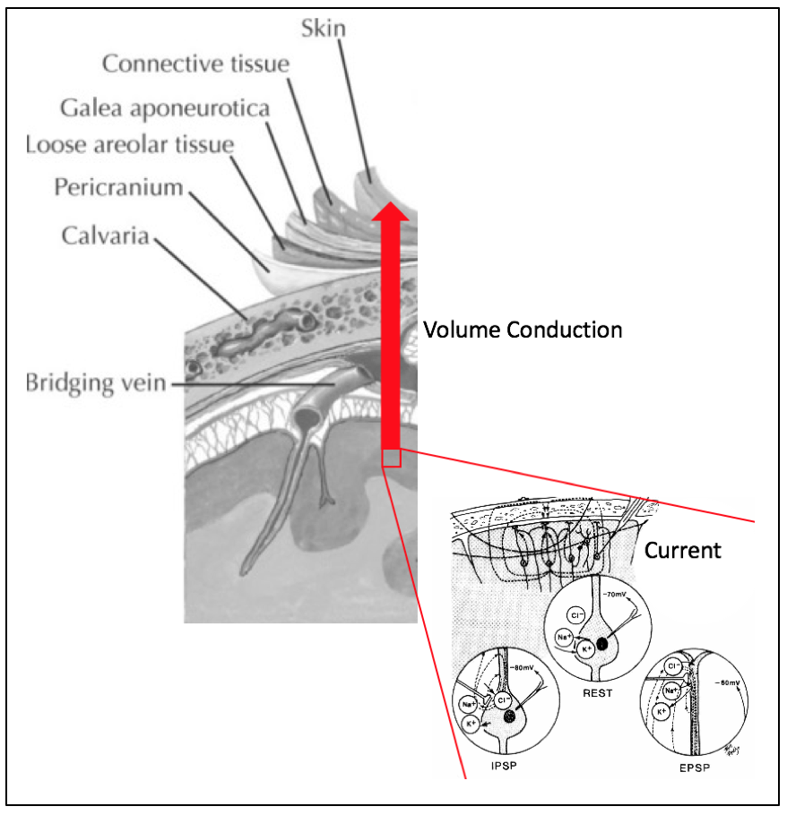 Eeg Placement Chart